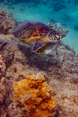 green sea turtle