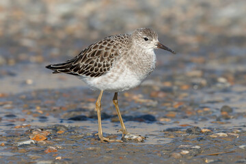 Ruff, Philomachus pugnax, adult male in winter, non breeding plumage, walking on a frozen coastal pool
Norfolk