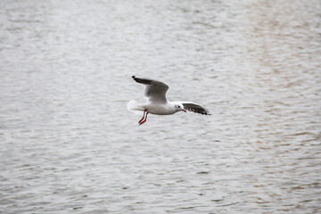 Seagull in Flight Above Blue Water