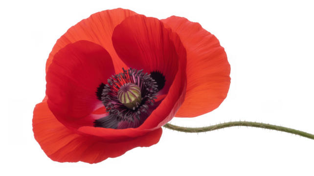 Vibrant red poppy flower with black center and thorny stem isolated on a transparent background