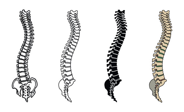 Four human spine illustrations in different styles including a detailed sketch, simple outline, black silhouette, and color drawing for medical or anatomical education