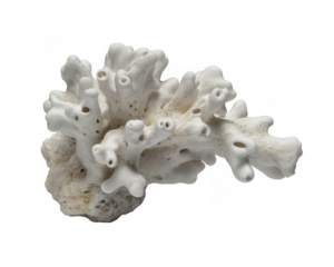 White coral branch with porous texture and tubular openings isolated on a transparent background