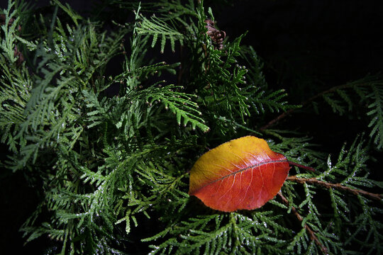 A close-up of a wet evergreen thuja and an autumn red leaf