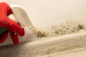 Hand in gloves clean black mold fungus growing on the wall under baseboard with anti-mold spray. Dampness problem concept. Condensation at home.
