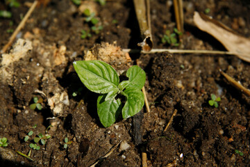 New life sprouting from the soil.
