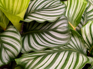 Close up of green leaves of a Calathea orbifolia plant