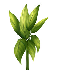 Tropical plant with green leaves illustration isolated