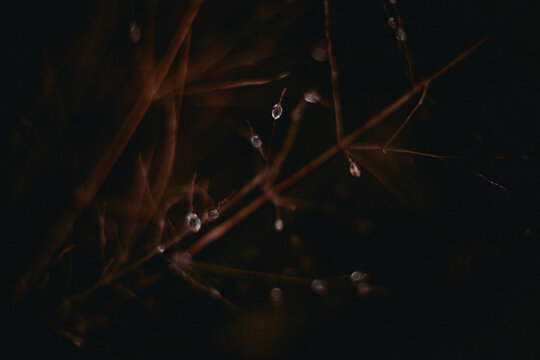 Close-up of delicate dry forest grass in dim natural light. A minimalistic autumn forest detail with soft focus and dark tones. - Powered by Adobe