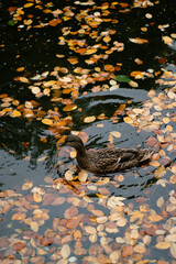 Close up of a duck bird swimming in a pond, golden autumn leaves in water 
