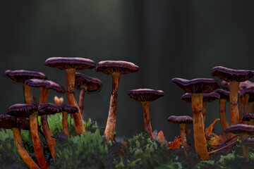 Die Pilze stehen dort wie ein kleines Waldparlament, das im warmen Gold des Abendslichts eine stille Konferenz abhält. Ihre Hüte wirken wie alte, braune Sonnenschirme, unter denen das Flüstern der Erd
