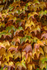 Boston Ivy Leaves on Wall