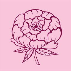 Charming doodle-style pink peony flowers, beautifully illustrated on a gentle light pink background.