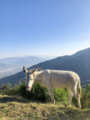 Obraz premium A White Donkey in mountain, A donkey standing in a meadow