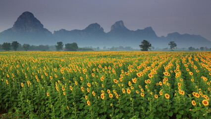 Common Sunflower (Helianthus annuus) grown as a crop for its edible oil and edible seed. Khao Chin Lae Sunflower Fields in Lopburi ,THAILAND