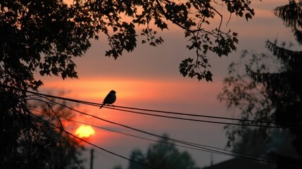 Peaceful bird perched on power lines during vibrant sunset with trees silhouette