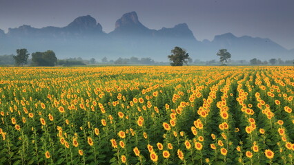 Common Sunflower (Helianthus annuus) grown as a crop for its edible oil and edible seed. Khao Chin Lae Sunflower Fields in Lopburi ,THAILAND