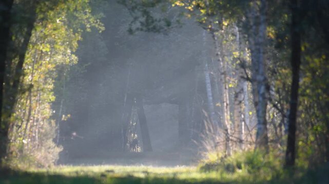 Roe deer buck running away down a forest path at sunrise. Capreolus capreolus, Sologne, Loiret 45, r&eacute;gion Centre Val de Loire, France, Europe