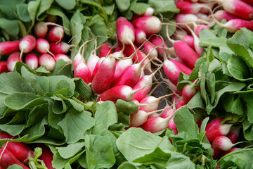 Radieschen, Raphanus sativus