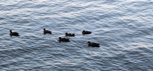 A flock of ducks swimming in the Hudson River in the Evening.