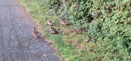 A flock of ducks walking across a foot trail next to the Hudson river at sunset.