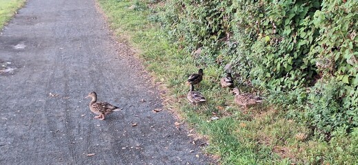 A flock of ducks walking across a foot trail next to the Hudson river at sunset.