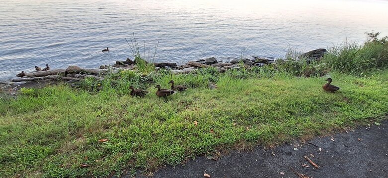 A flock of ducks walking across a foot trail next to the Hudson river at sunset.