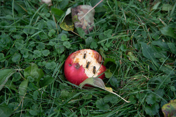 Bees eating a fallen apple