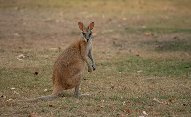 Wallaby at 80-mile beach in Australia