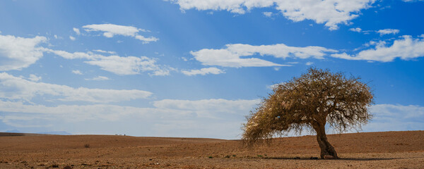 Lone tree in a vast desert landscape under a bright blue sky with scattered clouds. Agafay desert, Marrakesh-Safi, Morocco