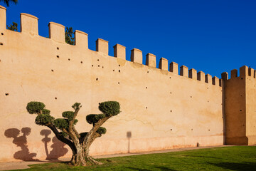 Ancient beige fortress wall with tree casting shadow under clear blue sky. Marrakesh, Morocco
