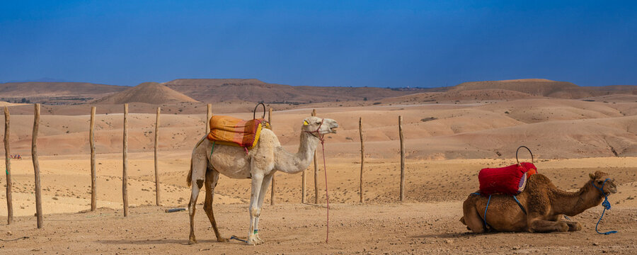 Camels resting in a desert landscape, covered in colorful blankets under a clear blue sky. Agafay desert, Marrakesh-Safi, Morocco
