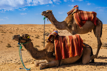 Two camels with colorful saddles rest in a desert landscape under a blue sky. Agafay Desert, Marrakesh-Safi, Morocco