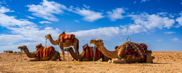 Camels resting in a vast desert landscape under a vibrant blue sky with scattered clouds. Agafay Desert, Marrakesh-Safi, Morocco
