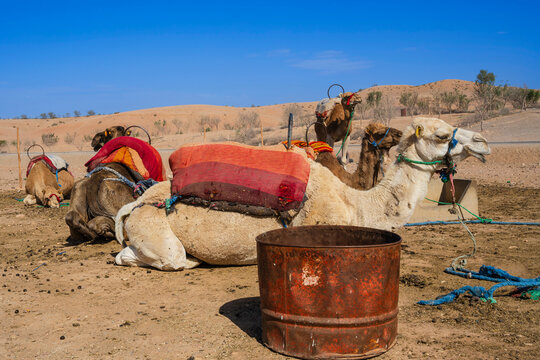 Camels resting in the desert adorned with colorful blankets and harnesses under a bright blue sky. Agafay Desert, Marrakesh-Safi, Morocco