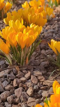 Beautiful blossoming buds of lush spring Crocus flavus flowers close-up. Crocus flavus, known as Big Yellow, Dutch Yellow Crocus or Snow Crocus. Springtime landscape.