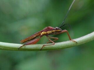 Fototapeta premium rice bug (leptocorisa oratorius or leptocorisa acuta)