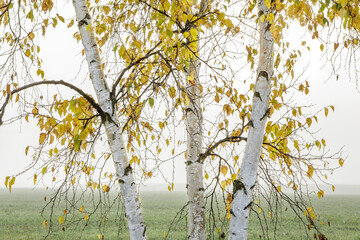 Three birch trees with yellow leaves stand in a foggy field. Ontario, Canada