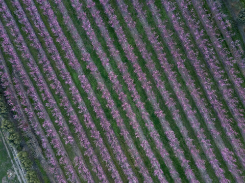 Aerial view of a vast orchard with rows of pink flowering trees in full bloom. Benissanet, Tarragona, Spain