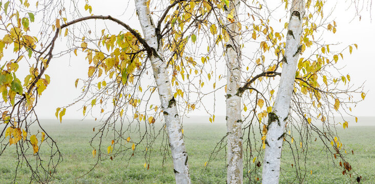 Birch trees with autumn leaves standing in a foggy field. Thunder Bay, Ontario, Canada