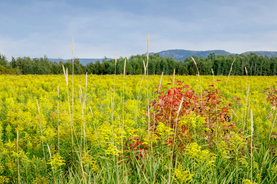 Field of vibrant yellow wildflowers with red bushes under a clear blue sky. Ontario, Canada