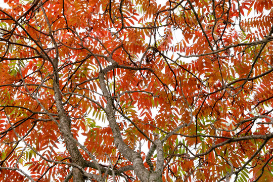 Autumn leaves in vibrant shades of red and orange on tree branches. Ontario, Canada