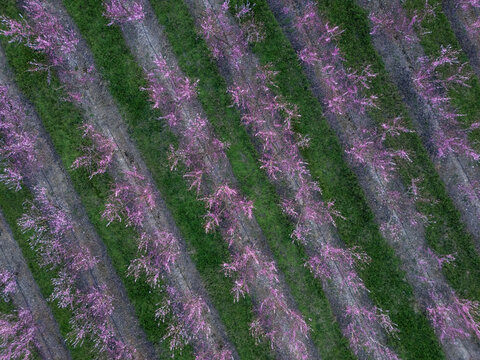 Aerial view of rows of pink flowering trees with green grass in between. Benissanet, Tarragona, Spain