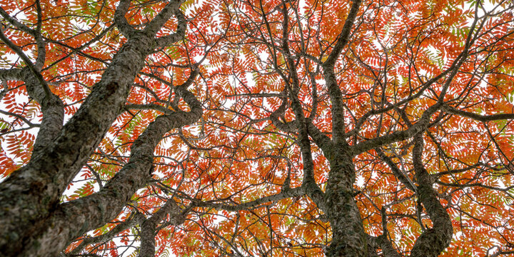 View from below tree branches with orange and red autumn leaves against the sky. Ontario, Canada