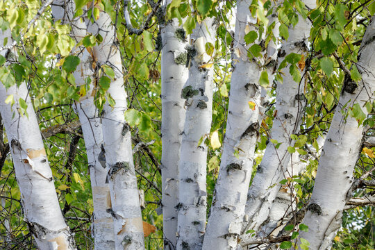 Close-up of white birch trees with green leaves in a forest setting. Thunder Bay, Ontario, Canada