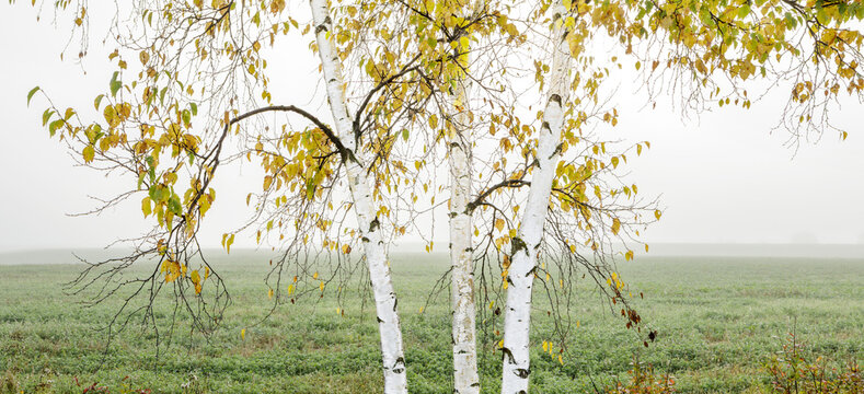 Birch trees with autumn leaves standing in a foggy field. Thunder Bay, Ontario, Canada