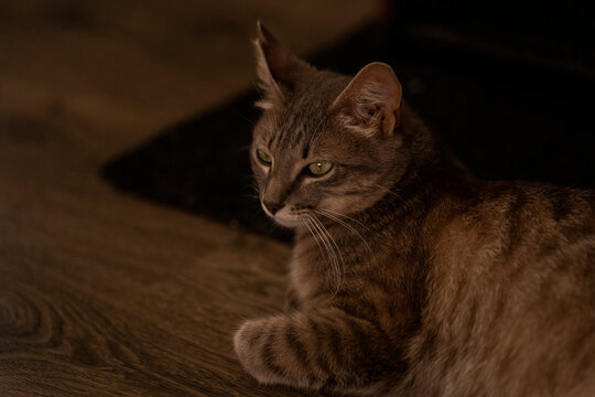 Brown tabby cat lying on wooden floor with a relaxed expression.