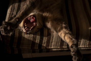 Cat yawning with paws stretched on a striped cushion in dim lighting.