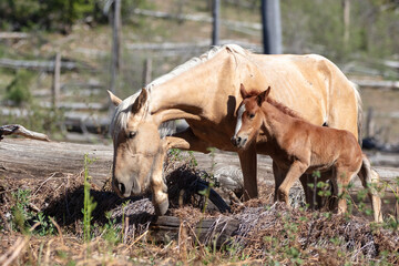 Wild horse palomino mare with her bay baby colt in the Apache Sitgreaves National Forest mountains in Heber Arizona United States