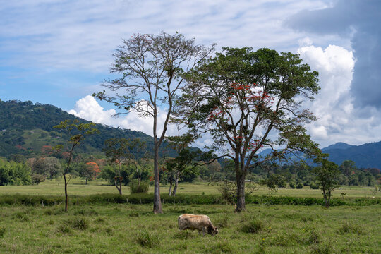Pastoral scene with a cow grazing under trees on a grassy plain, mountains in background. San Agustin, Colombia