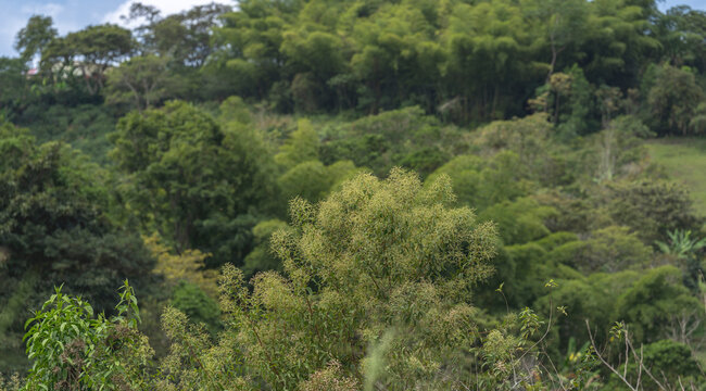 Fototapeta Lush green forest with dense trees under a partly cloudy sky. San Agustin, Colombia